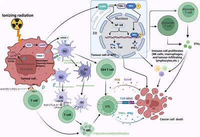 A future directions of renal cell carcinoma treatment: combination of immune checkpoint inhibition and carbon ion radiotherapy